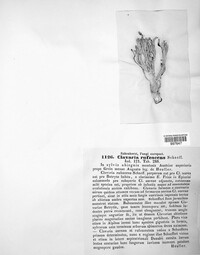Clavaria rufescens image